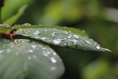 foliage, water droplets, raindrop, leaves, after the rain, rose, bush