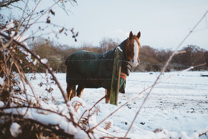 ruskea, valkoinen, hevonen, lähellä kohdetta:, aidan, lumi, kenttä