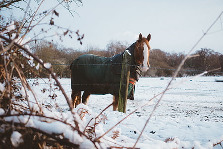 rjava, bela, konj, v bližini:, ograje, sneg, polje