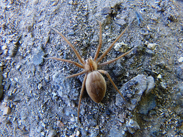 Spider, väli, Ämblikulaadsed