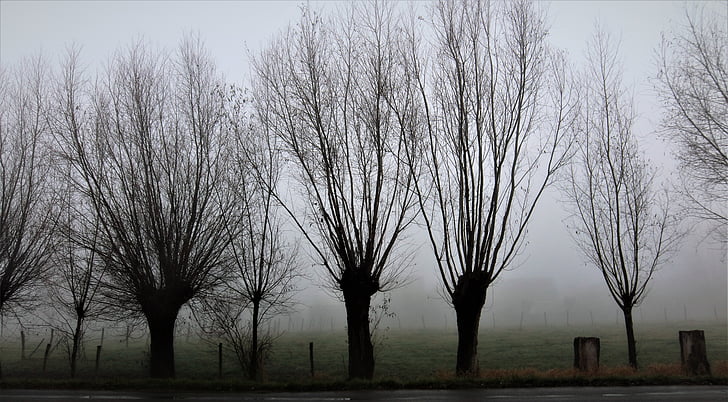 foggy, forest, season