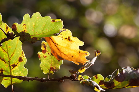 leaf, oak leaf, leaves, autumn, oak, green, yellow