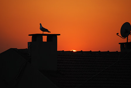 Istanbul, Turki, Seagull, matahari terbenam