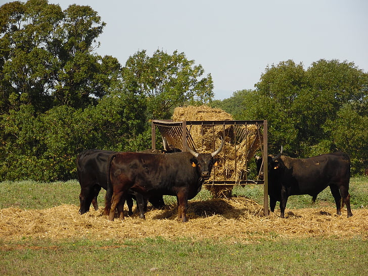 bulls, fever, eat, animal, fields, landscape
