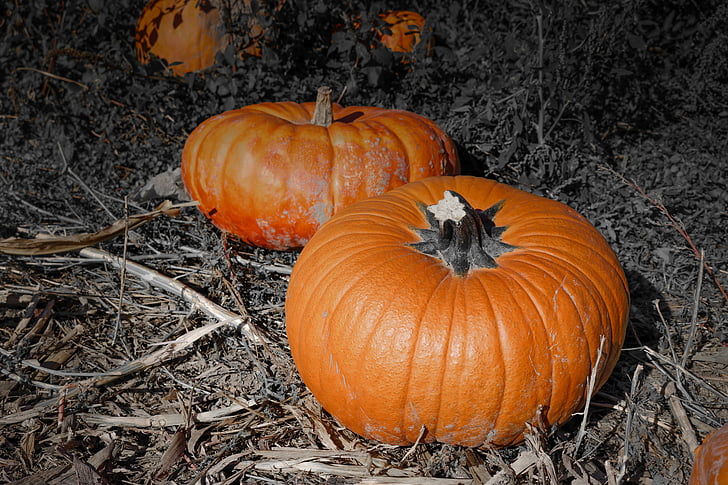 pumpkin, thanksgiving, holiday, fall, autumn, food, harvest