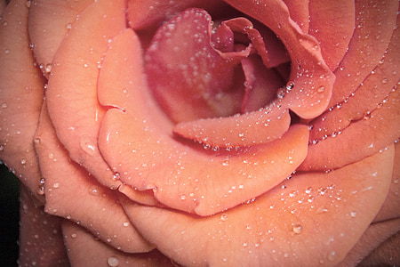 květ, růžová, Rosa, voda, okvětní lístek, růžové květy, makro