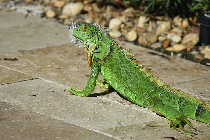 iguana, lizard, wildlife, nature, green, reptile, tropical