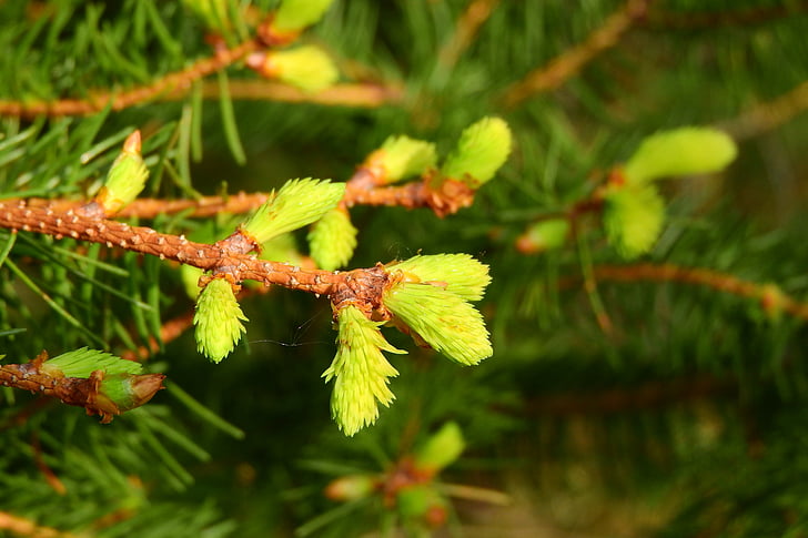 rødgran, afdeling af Gran, unge fyrrenåle, Gran gren, stedsegrønt træ, foråret fyrrenåle