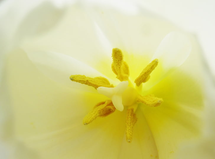 Tulipa, macro, llum, flor, flor, flor, tancar