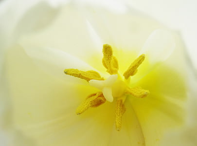 Tulipan, makro, svetlobe, cvet, cvet, cvet, blizu
