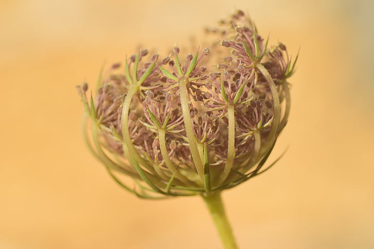 flower, dried, nature, close, plant, faded, transient