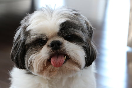 câine, shih tzu, alb, gri, limba, drăguţ