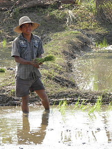 farmer, rice, plantation, chiang mai, thailand