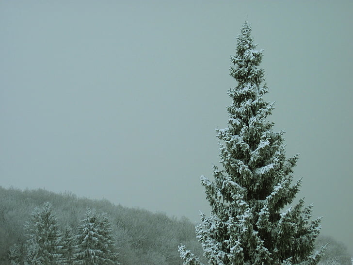 взимку, туман, іній, сірий, білий, холодної, ліс