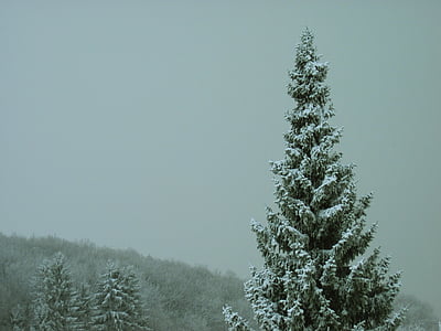 winter, mist, Frost, grijs, wit, koude, bos