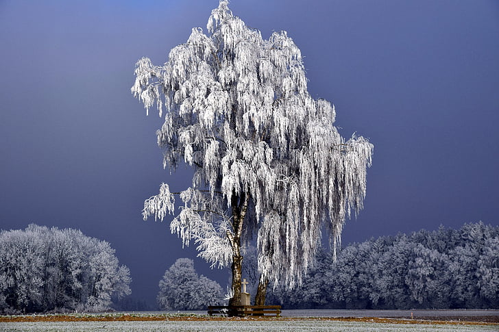 árvore, Inverno, invernal, árvores de inverno, natureza, neve, floresta