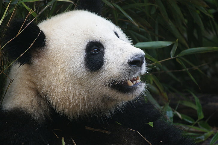 панда, мечка, Черно, бяло, Китай, CH, Чънду