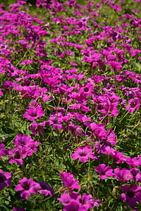 Geranio de los Pirineos, flor, floración, rosa, flor, planta, púrpura
