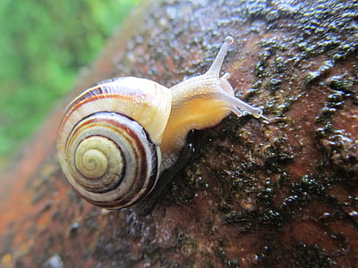 snail, tree, rain, wet, colorful, shell, crawl