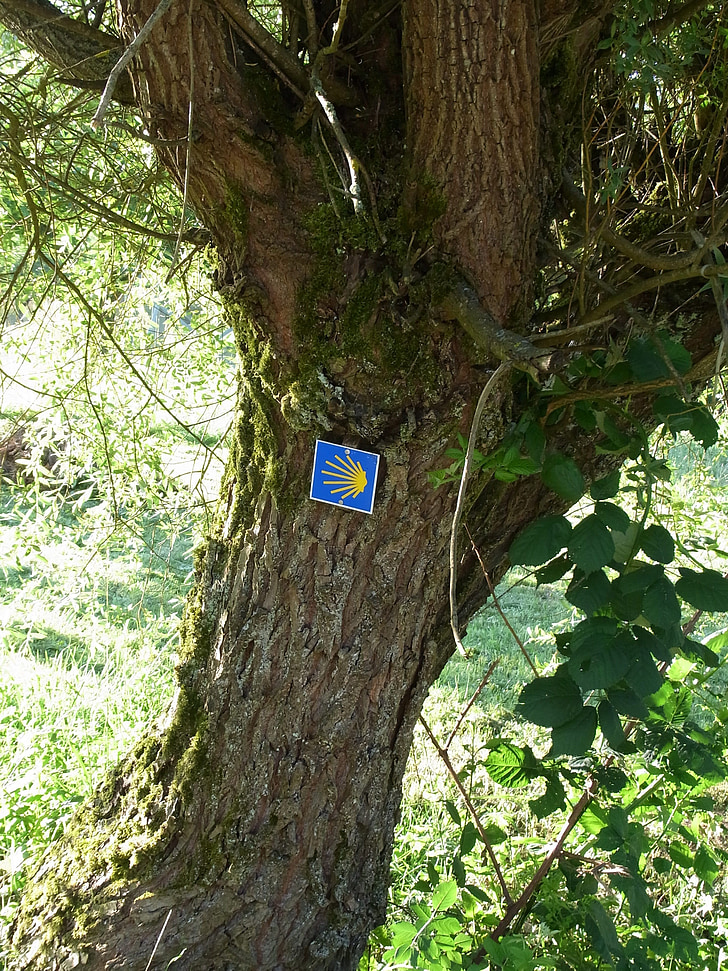 jakobsweg, shell, tree, away, target, hiking, faith