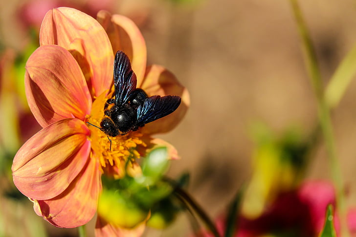 Carpenter bee, včela, hmyz, černá, květ, Bloom, nektar
