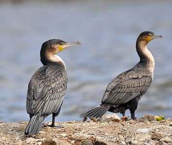 cormorant, white-breasted, white-breasted cormorant, bird, water, nature, wildlife