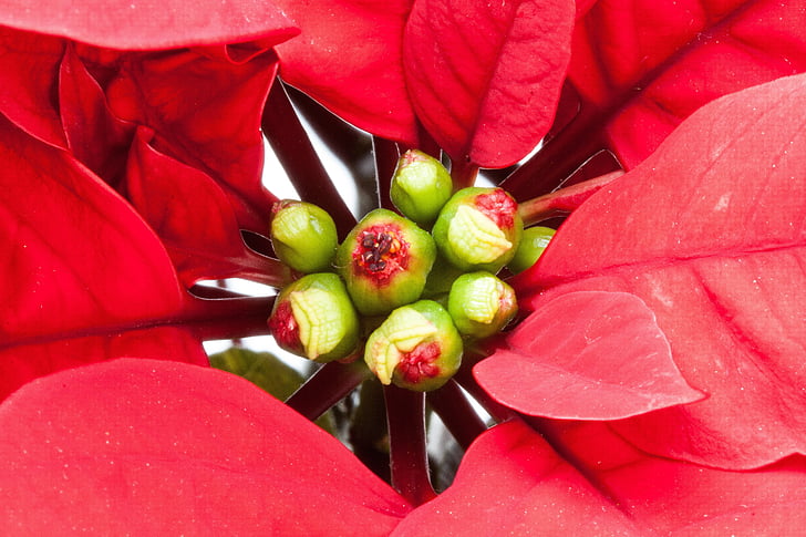 blad, rød, julestjerne, Euphorbia, pulcherrima, adventsstern, Julestjernen
