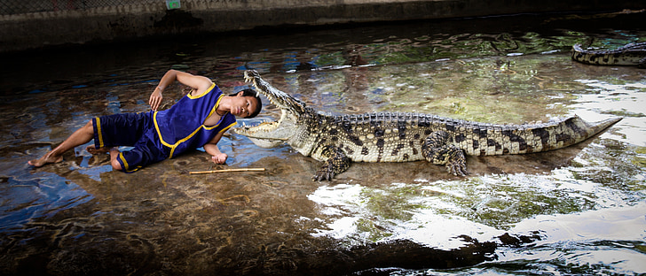 crocodile, man, show, reptile, open mouth, risk, danger