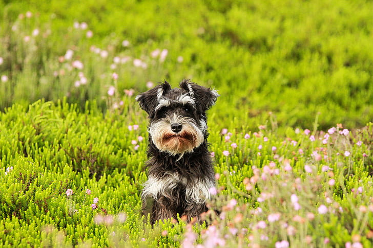 câine, Heide, iarba, Schnauzer, catelus, verde, natura