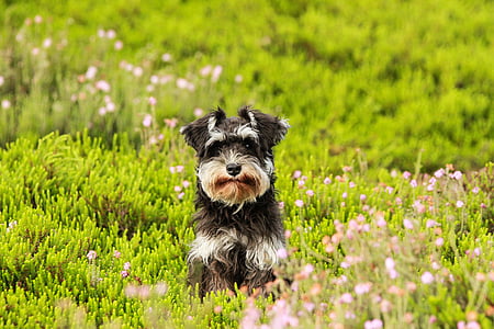 สุนัข, นอกจากนี้ยัง, หญ้า, schnauzer, ลูกสุนัข, สีเขียว, ธรรมชาติ