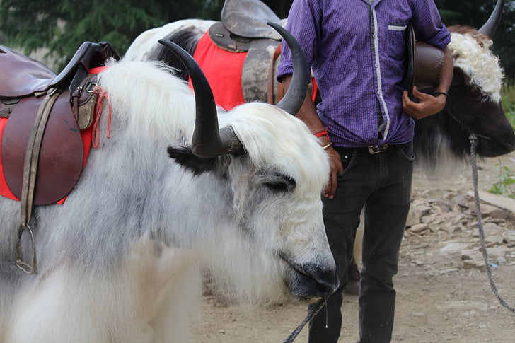 Yak, Himalayan, grognement-ox, animal