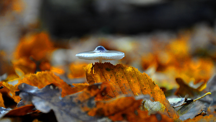mushroom, forest, autumn