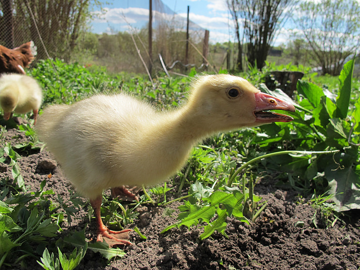 gosling, goose, village, farm