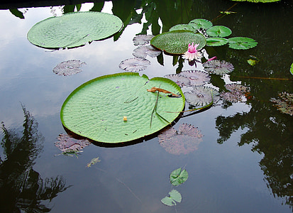 Sri lanka, cekungan, Lotus, air, refleksi, air yang tenang, lily air