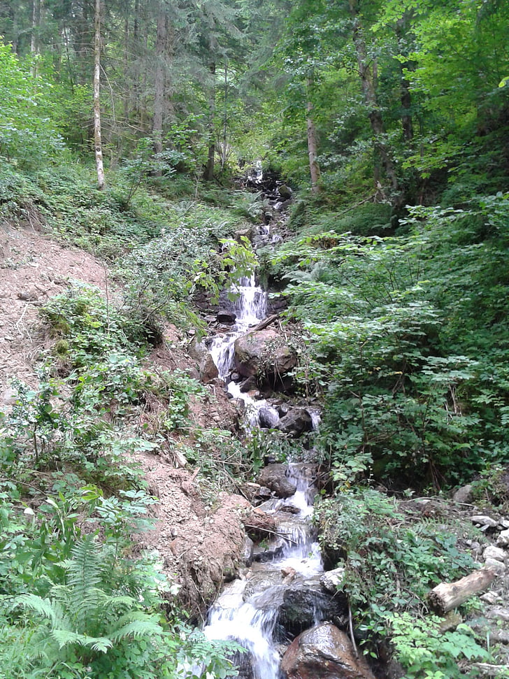 mountain, creek, forest