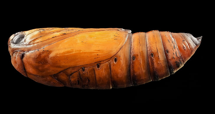 pupa, black cutworm, moth, agriculture pest, macro, insect, dark sword-grass