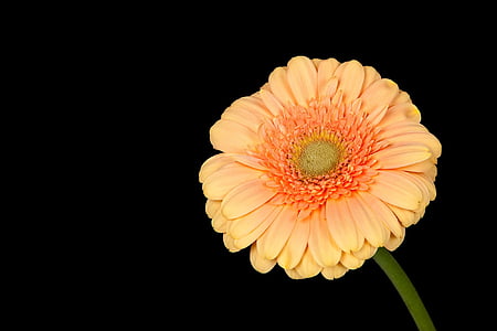 gerbera, blomst, anlegget, våren, natur, isolert, farge