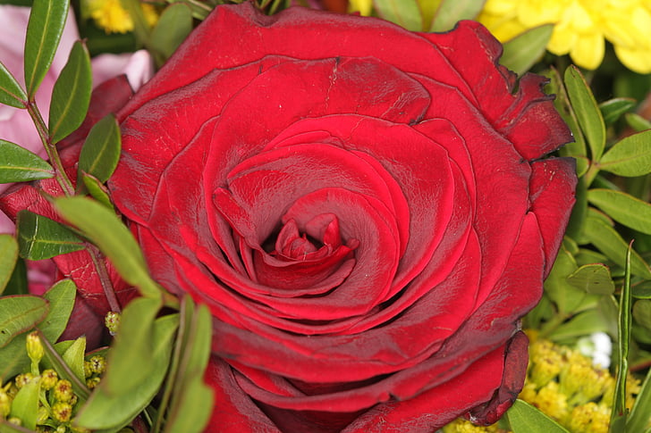 Rose, rouge, floraison rose, Saint-Valentin, amour, bouquet, Arrangement
