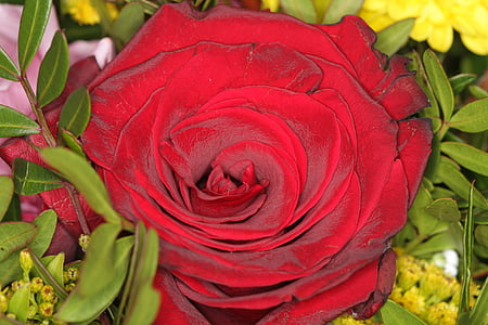 slējās, sarkana, rožu ziedu, Valentīna, mīlu, pušķis, vienošanās