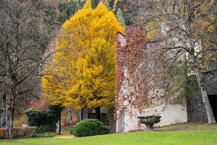 strom, parku, podzim, parky, parklandschaft, Schloss bruck, Lienz
