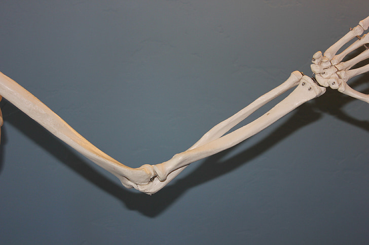 skeletas, Alkūnė, Anatomija, žmogaus, kūno, kaulų, bendras