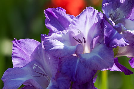 Gladiolen, Schwert-Blume, Iridaceae, violett, weiß, Grün, Bloom