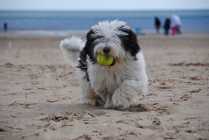 hunden, stranden, dukke, gjeterhund, sjøen, sand, hunden leker