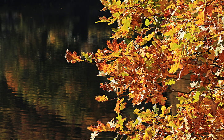 jesen lišće, jesen, raspoloženje, lišće, pravi listovi, Zlatna jesen, boje jeseni