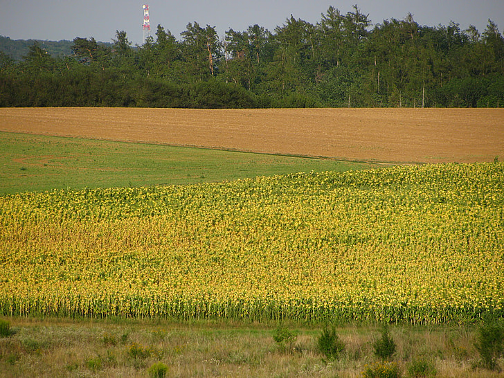 sunflower, sunflower field, field, sunflowers, plants, woods, landscape