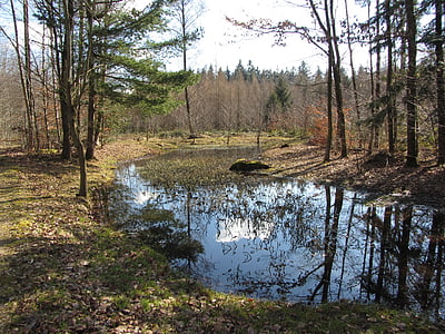 pond, spring, reflection, mirror, sky, landscape, sun