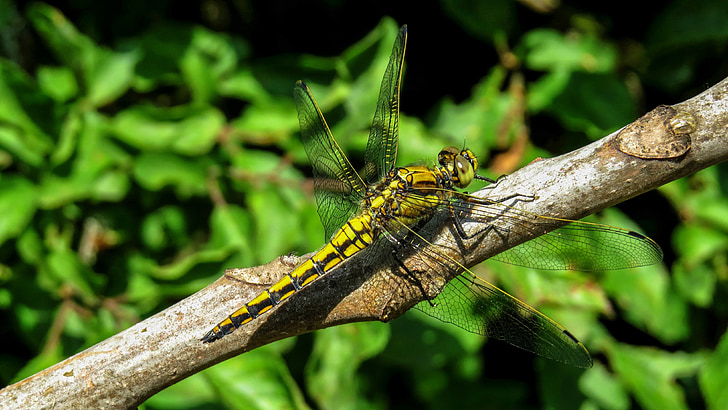 Dragonfly, makro, Příroda, hmyz, národní svatyně tabaconas, zvíře