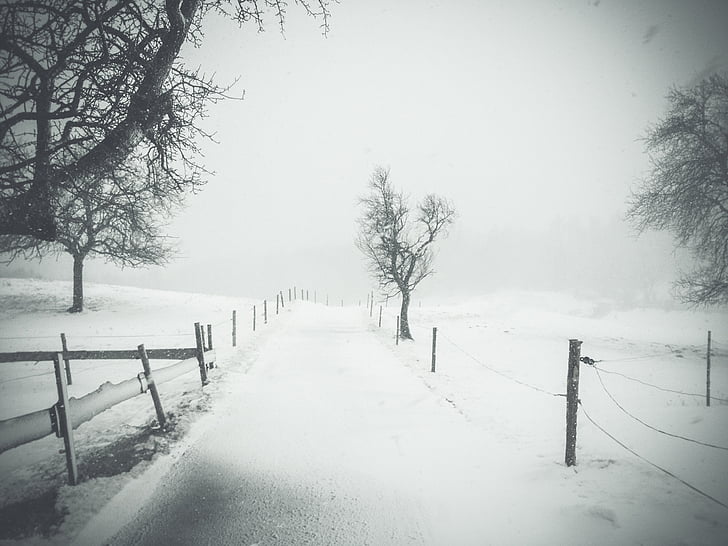 χιονισμένο, δρόμος, κοντά σε:, δέντρα, διαδρομή, Οδός, ξύλο