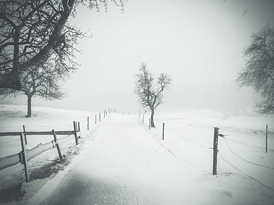 снежна, път, близо до, дървета, път, улица, дървен материал