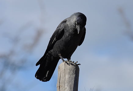 giống qụa nhỏ, con chim, màu đen, ngồi, Raven chim, một trong những động vật, động vật hoang dã